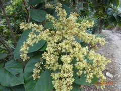 Heliocarpus americanus