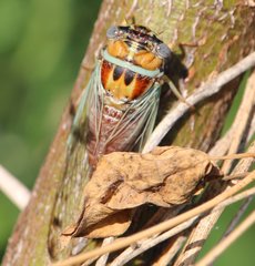 Diceroprocta delicata