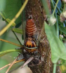 Diceroprocta delicata