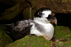 Pterodroma cervicalis