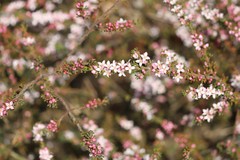 Cyanothamnus anemonifolius anemonifolius
