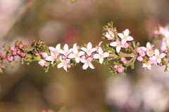 Cyanothamnus anemonifolius anemonifolius
