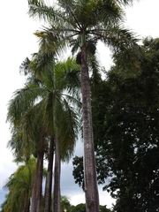 Roystonea borinquena