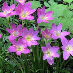Zephyranthes rosea