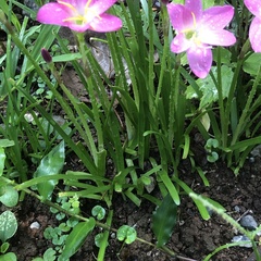 Zephyranthes rosea
