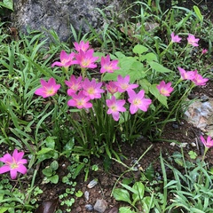 Zephyranthes rosea