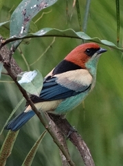 Stilpnia peruviana