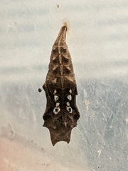 Polygonia interrogationis