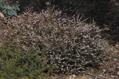 Cyanothamnus anemonifolius anemonifolius