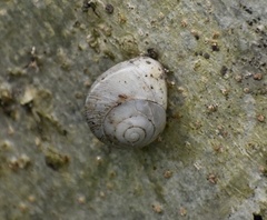 Coryda alauda strobilus