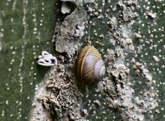 Coryda alauda strobilus