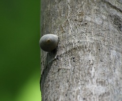 Coryda alauda strobilus