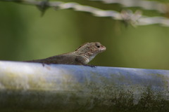 Anolis cristatellus