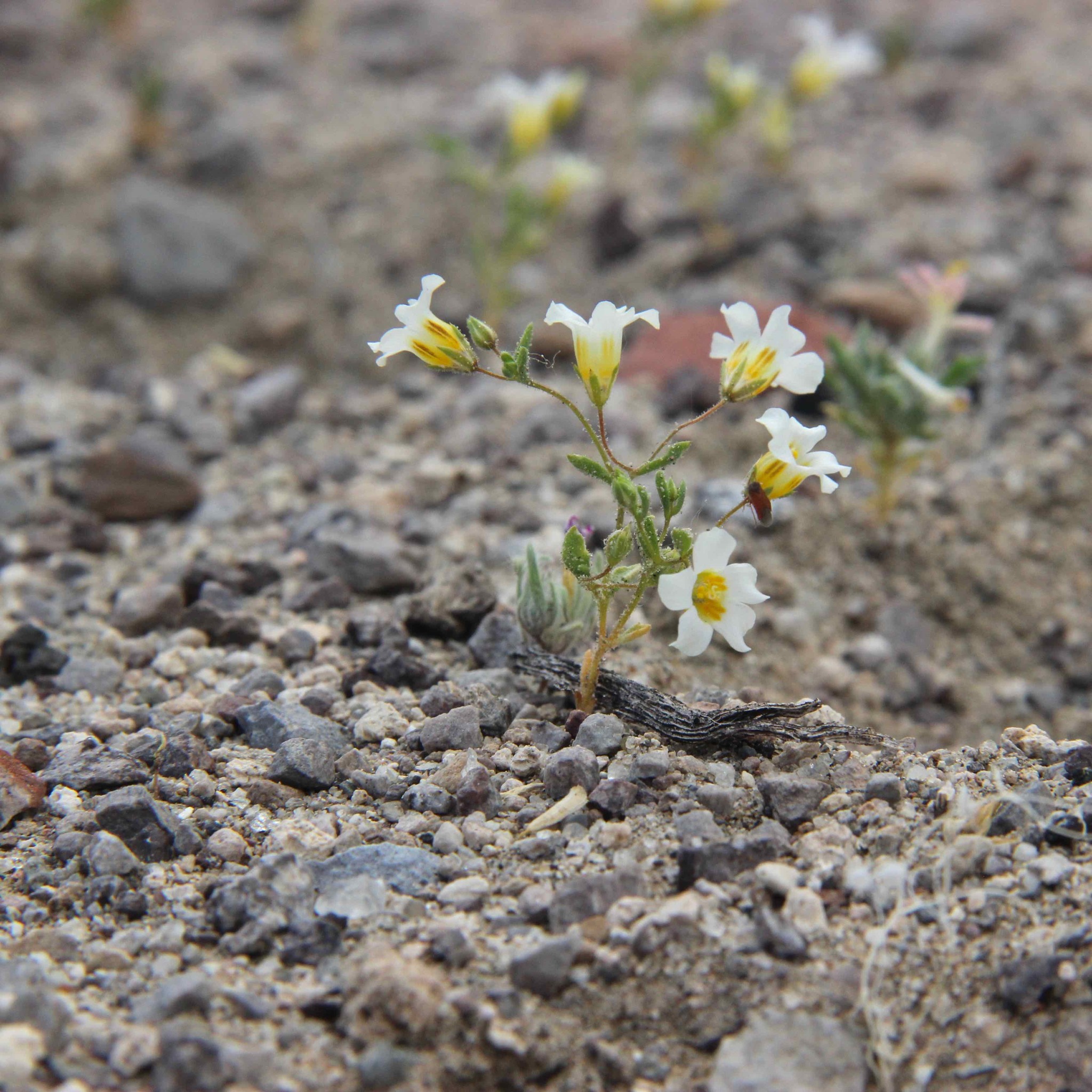 Linanthus campanulatus
