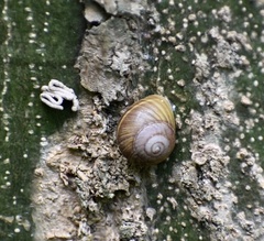 Coryda alauda strobilus