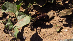 Battus polydamas psittacus