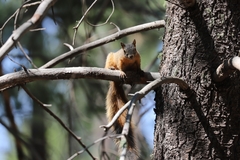 Sciurus nayaritensis