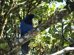 Cyanocorax caeruleus
