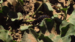 Battus polydamas psittacus