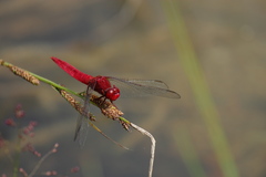 Crocothemis servilia mariannae