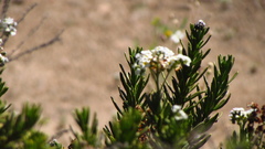 Heliotropium stenophyllum