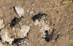 Cicindela sedecimpunctata