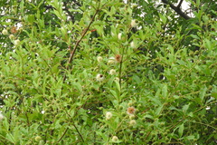 Cephalanthus salicifolius