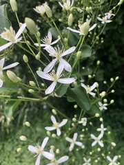 Clematis flammula