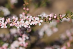 Cyanothamnus anemonifolius anemonifolius