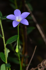 Wahlenbergia stricta stricta