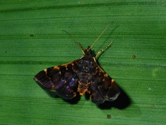 Piletocera ulophanes