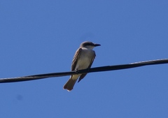 Tyrannus dominicensis