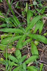 Wahlenbergia stricta stricta