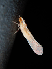 Shellenius schellenbergii