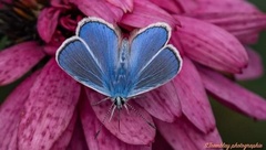 Polyommatus icarus