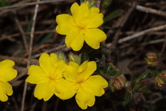 Hibbertia polystachya