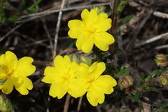 Hibbertia polystachya