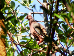 Patagioenas araucana