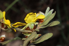 Hibbertia montana
