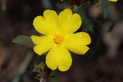 Hibbertia montana