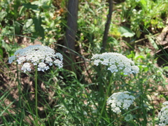 Daucus carota