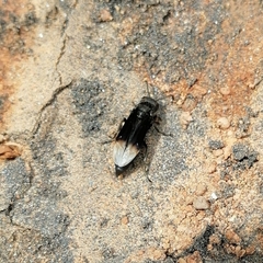 Parachartergus apicalis