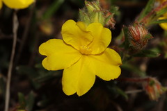 Hibbertia polystachya