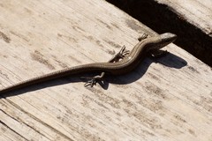 Pseudemoia pagenstecheri