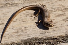 Pseudemoia pagenstecheri