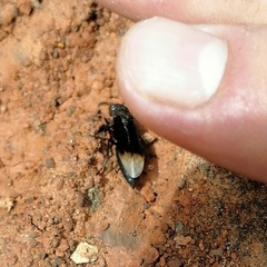 Parachartergus apicalis