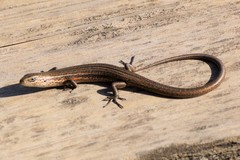 Pseudemoia pagenstecheri