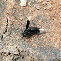 Parachartergus apicalis