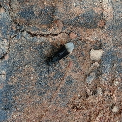 Parachartergus apicalis