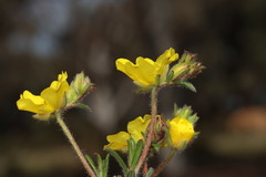 Hibbertia polystachya